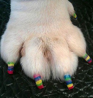 你家寵物“美甲”了嗎？