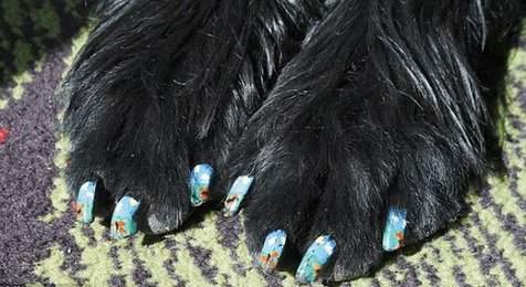 你家寵物“美甲”了嗎？