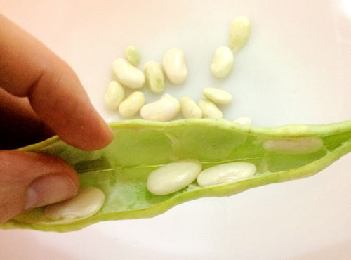 美語:not know beans about 一無所知