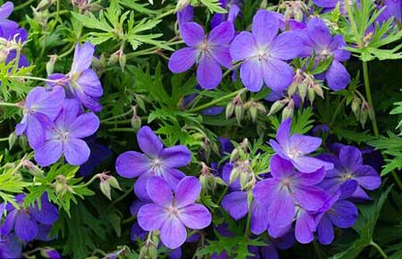 全球變暖會(huì)使花變得更香?