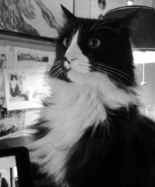 2014萌萌噠！網(wǎng)絡(luò)最紅寵物年度盤(pán)點(diǎn)