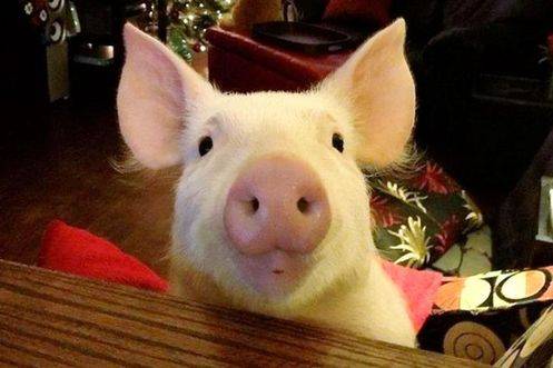 驚呆了:迷你豬長(zhǎng)成了龐然大物