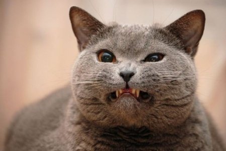 “生氣”表達(dá)種種 總有一句適合你