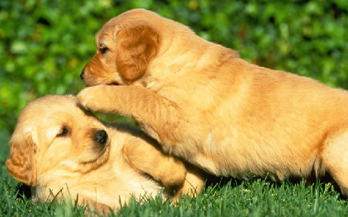 細(xì)數(shù)那些與汪星人相關(guān)的英語(yǔ)表達(dá)