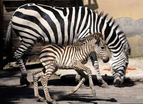 斑馬條紋到底有何用?