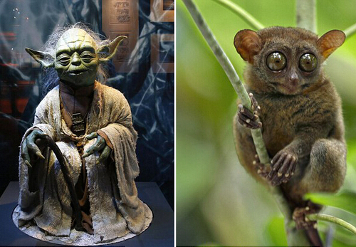 《星球大戰(zhàn)》中尤達的原型是眼鏡猴？