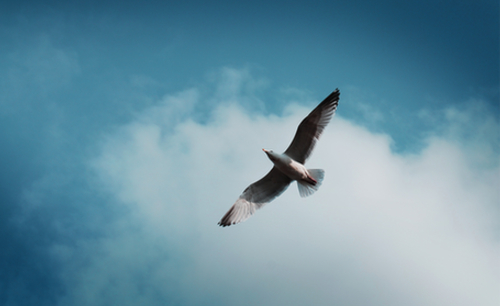 名著選讀:飛鳥集