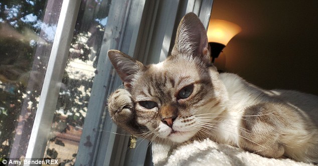 暴躁貓遇勁敵:不耐煩貓走紅