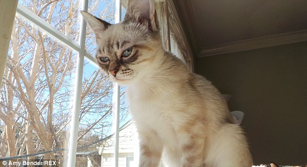 暴躁貓遇勁敵:不耐煩貓走紅