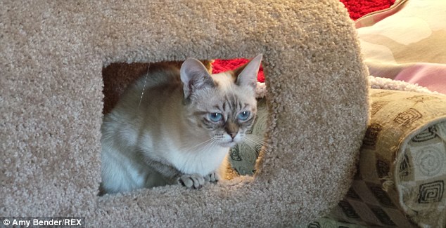 暴躁貓遇勁敵:不耐煩貓走紅