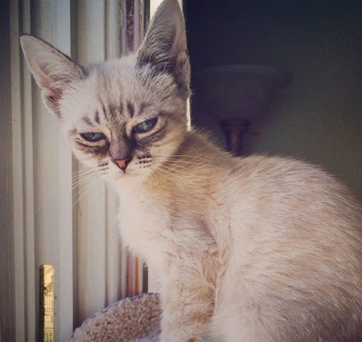 暴躁貓遇勁敵:不耐煩貓走紅