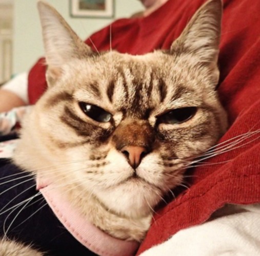 暴躁貓遇勁敵:不耐煩貓走紅