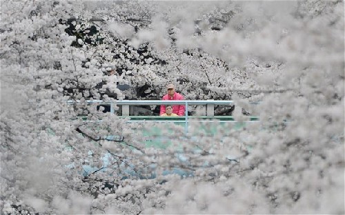 日本櫻花還能開多久？