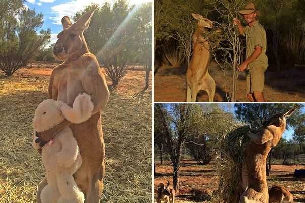 瞬間萌化:袋鼠和它的毛絨兔