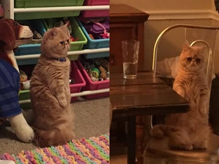 爆紅喵星人:永遠(yuǎn)都是蠢萌的站姿