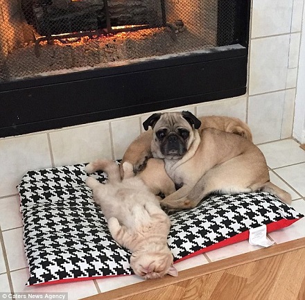 爆紅喵星人:永遠(yuǎn)都是蠢萌的站姿