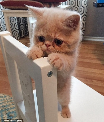 爆紅喵星人:永遠(yuǎn)都是蠢萌的站姿