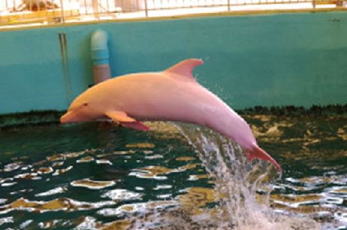 Rare: The albino dolphin can turn completely pink when it is feeling flushed 日本一白色海豚激動時變粉色