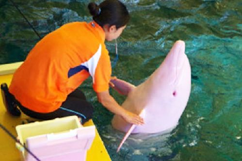 Controversial: The creature was caught during a dolphin hunt but was later sent to the aquarium 日本一白色海豚激動時變粉色