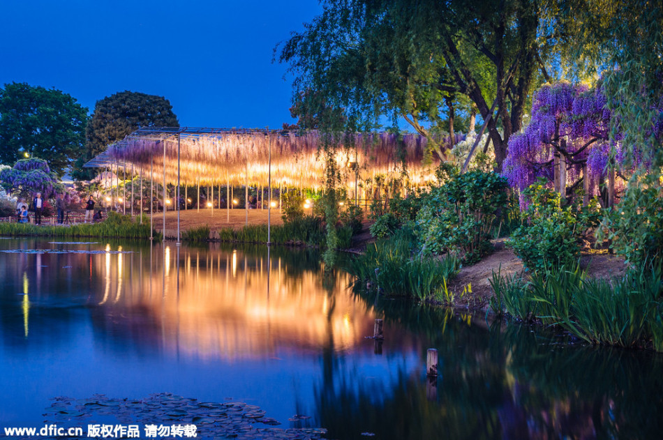 現(xiàn)實版《阿凡達》靈魂樹花開