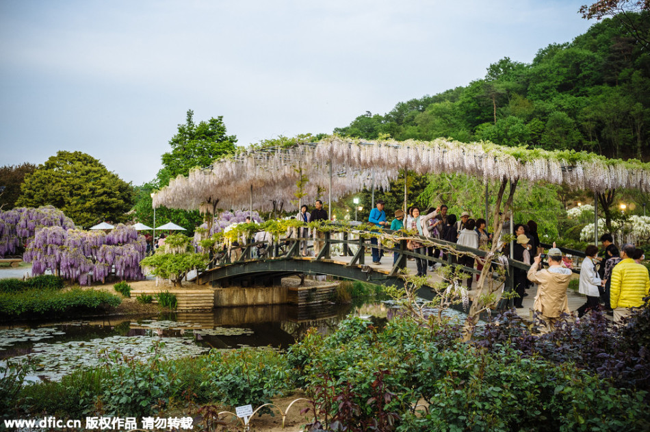 現(xiàn)實(shí)版《阿凡達(dá)》靈魂樹花開
