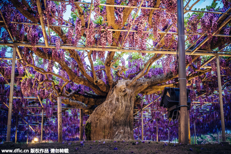 現(xiàn)實(shí)版《阿凡達(dá)》靈魂樹(shù)花開(kāi)