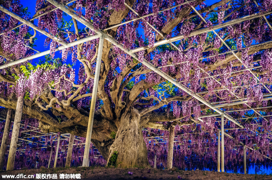 現(xiàn)實(shí)版《阿凡達(dá)》靈魂樹(shù)花開(kāi)