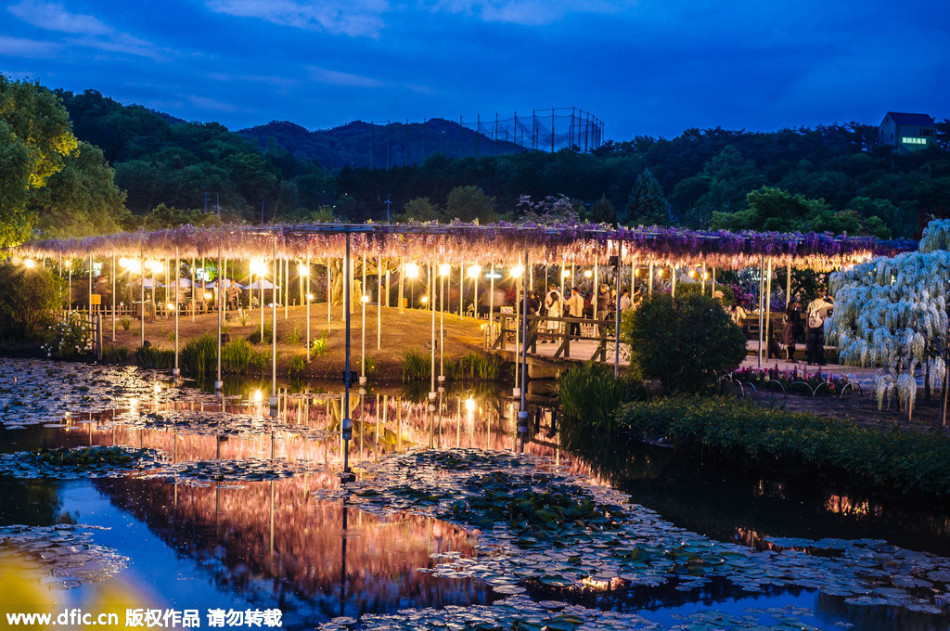 現(xiàn)實(shí)版《阿凡達(dá)》靈魂樹花開