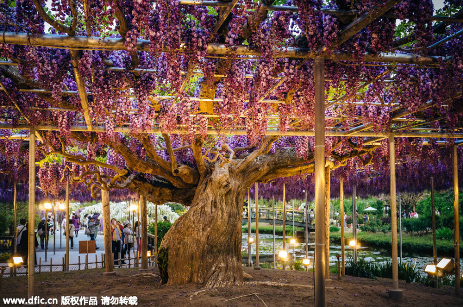 現(xiàn)實(shí)版《阿凡達(dá)》靈魂樹(shù)花開(kāi)