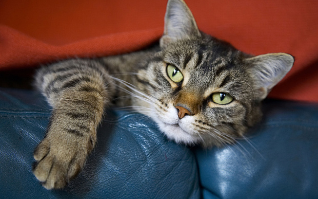 為何養(yǎng)貓會導(dǎo)致失明？