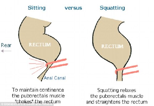 蹲便比坐便更健康!