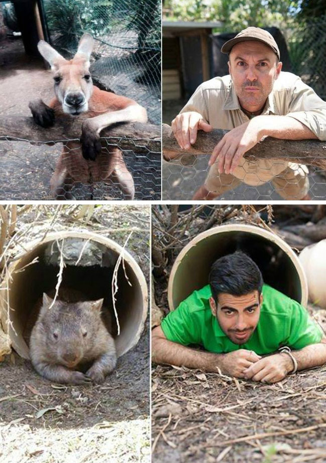 腦洞大開！澳大利亞飼養(yǎng)員模仿動(dòng)物大賽