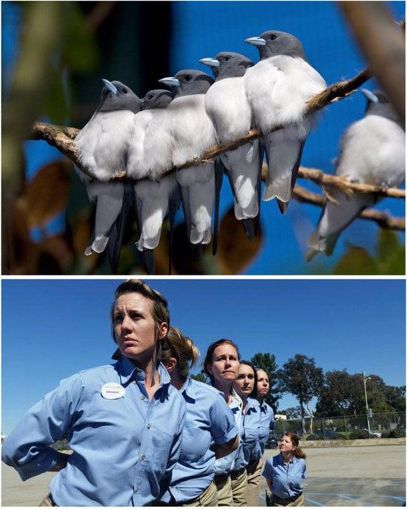 腦洞大開！澳大利亞飼養(yǎng)員模仿動物大賽