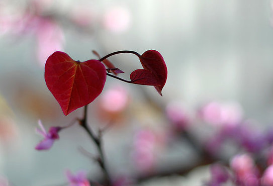 用英語說情話:傾訴“I love you”的99種方式