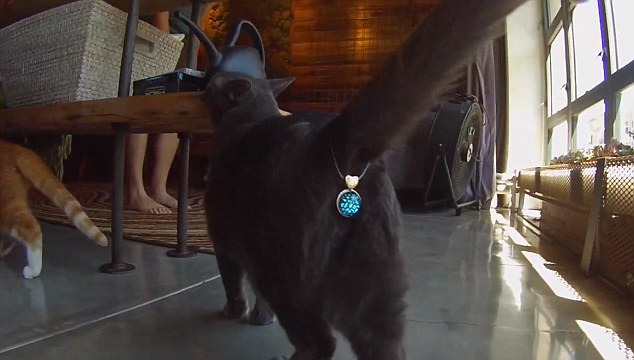 史上最離譜的貓咪遮羞物