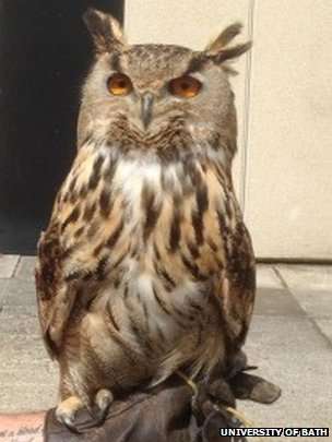 英巴斯大學(xué)給雕鸮發(fā)圖書證