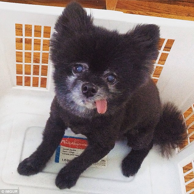 萌態(tài)百出的動物吐舌照