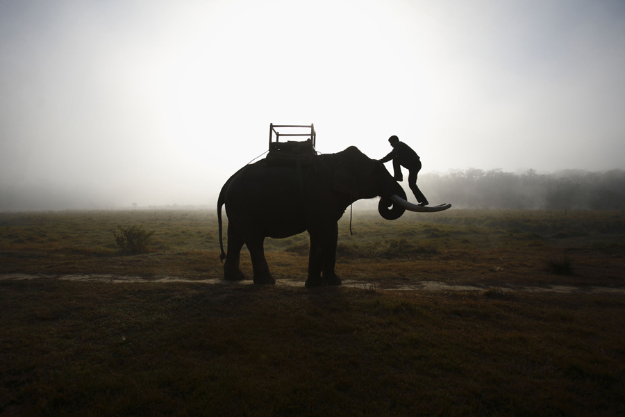 世界大象日，帶你走近它們