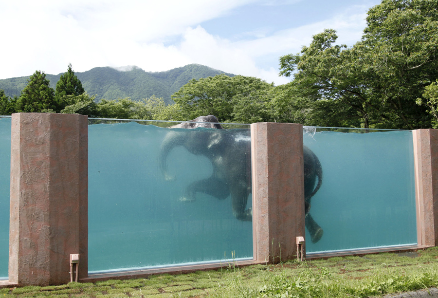 世界大象日，帶你走近它們