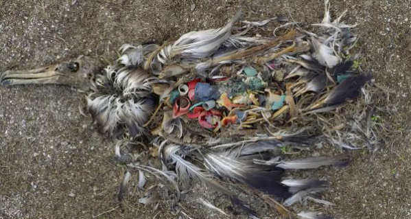 17歲時少年決定把海洋洗凈，現(xiàn)在21歲的他做到了