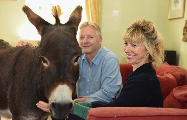 英國3歲小毛驢以為自己是狗 愛遛彎、愛抱抱、愛看網(wǎng)球