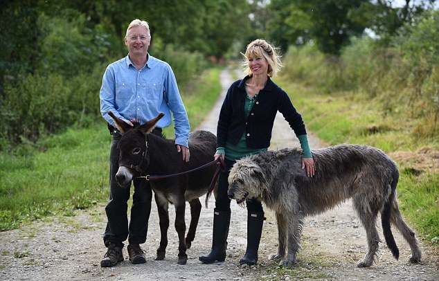 英國3歲小毛驢以為自己是狗 愛遛彎、愛抱抱、愛看網(wǎng)球