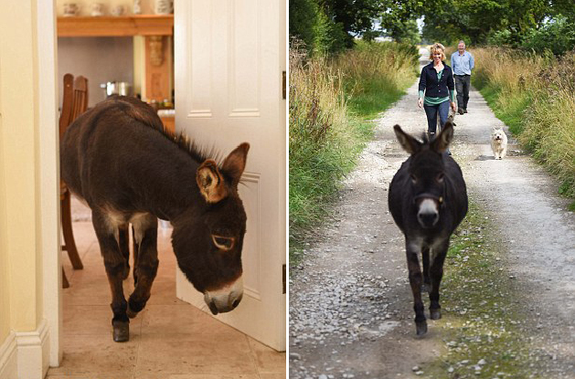 英國3歲小毛驢以為自己是狗 愛遛彎、愛抱抱、愛看網(wǎng)球