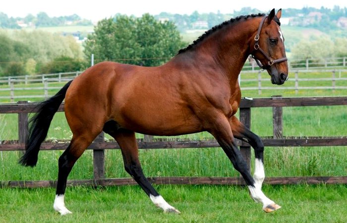 與“馬”有關(guān)的英語習語