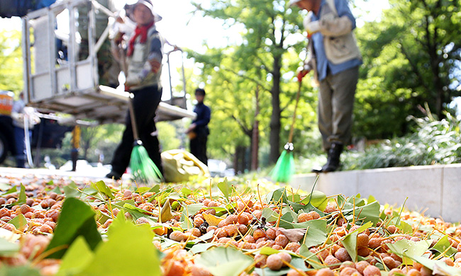 銀杏果臭味擾民 首爾擬移走結(jié)果的雌銀杏樹