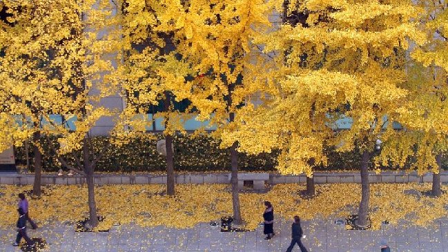 銀杏果臭味擾民 首爾擬移走結(jié)果的雌銀杏樹