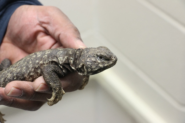 那些英國人被機(jī)場安檢沒收的奇葩物品