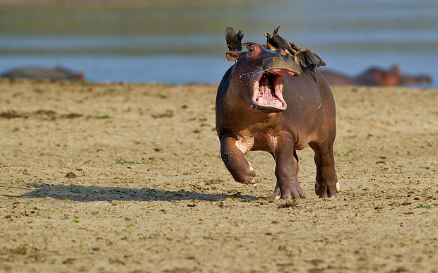 萌翻天！2015最逗比動(dòng)物圖集