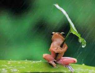 這么多有關(guān)“dog”的句子，竟然都和“狗”無(wú)關(guān)