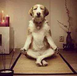 這么多有關(guān)“dog”的句子，竟然都和“狗”無(wú)關(guān)